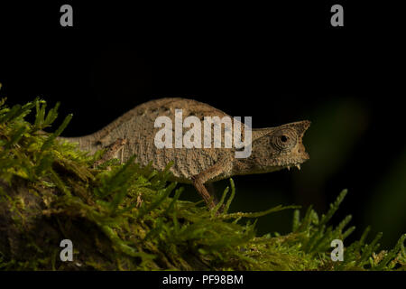 Erde Chameleon (Brookesia superciliaris) auf Moss, Regenwald, Ost Madagaskar, Madagaskar Stockfoto