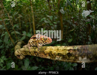 Kurze - Chameleon (Calumma brevicorne) auf Zweig, Regenwald gehörnten, Ost Madagaskar, Madagaskar Stockfoto