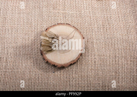 Ein trockenes Blatt im Herbst mal in Makro anzeigen Stockfoto