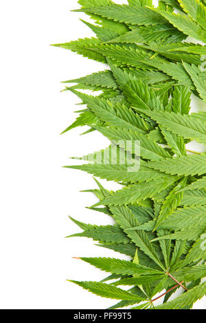 Cannabis Blätter grün auf weißem Hintergrund. Stockfoto