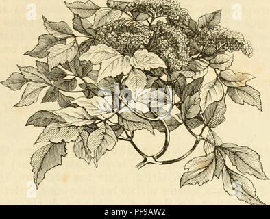 Dieses Buch befasst sich mit den verschiedenen in Deutschland gefundenen Baumarten und konzentriert sich dabei auf ihre Physiognomie oder ihr physisches Aussehen. Außerdem wird die ökologische Rolle von Bäumen in Wäldern behandelt, einschließlich ihrer Anpassung an die unterschiedlichen Umweltbedingungen. Stockfoto