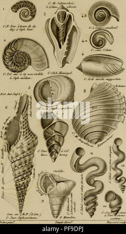 . Wörterbuch des sciences naturelles, Dans lequel auf traite mÃ©thodiquement des diffÃ©rens Ãªtres de la Nature, considÃ©rÃ©s soit en eux-mÃªmes, d'Après-ski-l'Ã©tat Actuel de nos connoissances, soit relativement à l'utilitÃ© qu'en peuvent retirer la mÃ©decine, l'agriculture, le Commerce et les Artes. Suivi d'une Biographie des plus Cà©lÃ¨bres naturalistes. Natural History. ZOOLOGIE. CONCHYLIOLOGIE. PRINCIPES. Univalves y&lt; r &lt; .. C = CoyuÃ ¯ fff M.-MonulAa/Amt.S.=&gt; l'ofyl/ia/tmit, - Sp. ^ Spireâ Som. = Somnitt M.-}eM-SipAÃ tfÃ¹fA â = "n.Â £ Flr. = £ nmu/tv. J) i^/= Di^ ot/t/'. Turr =^ Iurricv/e Stockfoto