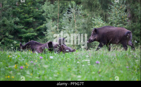 Wildschwein (Sus scrofa Ferus) Walking im Sommer Feld Stockfoto