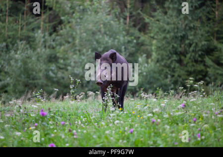Wildschwein (Sus scrofa Ferus) Walking im Sommer Feld Stockfoto