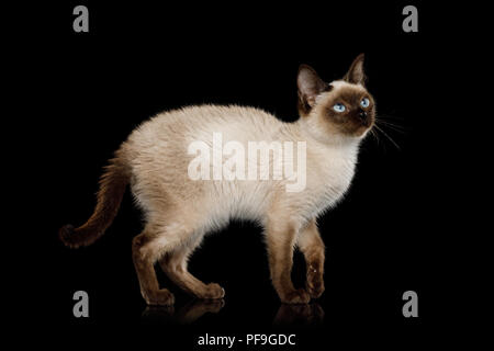 Scyth Spielzeug Bob, die kleinste Katze stehend auf Isolierte schwarze Hintergrund, 8 Monat alt Stockfoto