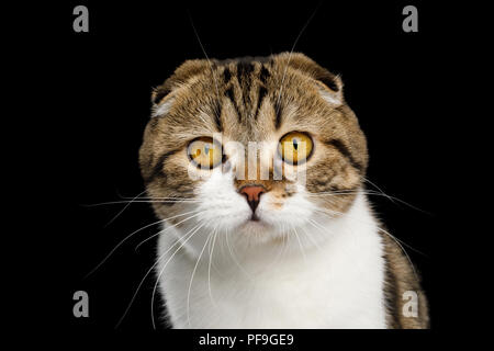 Portrait von Scottish Fold Katze Weiß mit Gestromten Fell auf schwarzem Hintergrund Stockfoto