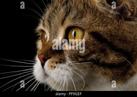 Close-up Profil Portrait von Scottish Fold Katze Weiß mit Gestromten Fell auf schwarzem Hintergrund Stockfoto