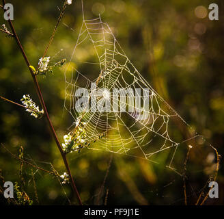 Web im Morgentau Stockfoto