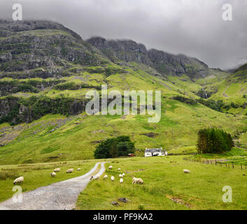 Schwarz konfrontiert Schafe weiden auf Achnambeithach Cottage unter Aonach Dubh Wasserfall bei Bidean nam Bian Glen Coe schottischen Highlands Schottland Stockfoto