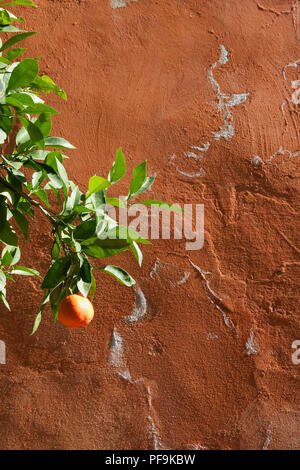 Detail von Orange und Orange Wand im Jardín de Marchena, El Alcázar, Sevilla Stockfoto