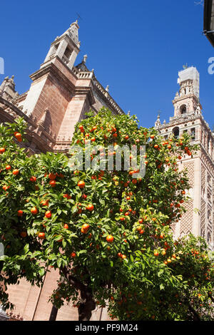 Plaza del Triunfo, Sevilla, Andalusien, Spanien: die Kathedrale und die Giralda Turm, ursprünglich eine islamische Minarett Stockfoto