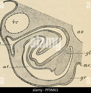 . Die Entwicklung des menschlichen Körpers: Ein Handbuch der menschlichen Embryologie. Embryologie; Embryo, Non-Mammalian. Der MESONEPHROS 341 Glomeruli, wie z. B. im Zusammenhang mit der Tubuli mesonephrici auftreten, die nicht in der pronephros des menschlichen Embryos auftreten, und diese Tatsache, zusammen mit der Präsenz von externen glomeruli und die Partizipation der Tubuli in der Bildung der Wolff'schen Kanal dienen der pronephros aus dem Mesonephros zu unterscheiden. Die pronephric Tubuli, sind, wie bereits gesagt, vorübergehende Strukturen und durch die Zeit, die der Embryo eine Länge von etwa 5 mm erreicht hat. Sie haben alle verschwinden Stockfoto