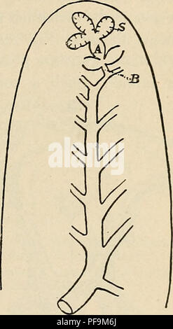 Dieses Handbuch zur menschlichen Embryologie bietet einen detaillierten Einblick in die Stadien der menschlichen Entwicklung und konzentriert sich auf das Wachstum und die Struktur der Lunge und anderer Organe. Es beschreibt die natürliche Asymmetrie, die während der Organentwicklung auftritt, und ihre funktionelle Bedeutung. Stockfoto