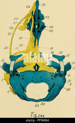 . Die Entwicklung der Küken: eine Einführung in die embryologie. Embryologie; Hühner - Embryonen. F/G 243. Bitte beachten Sie, dass diese Bilder sind von der gescannten Seite Bilder, die digital für die Lesbarkeit verbessert haben mögen - Färbung und Aussehen dieser Abbildungen können nicht perfekt dem Original ähneln. extrahiert. Lillie, Frank Rattray, 1870-1947. New York: Henry Holt Stockfoto