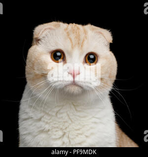 Portrait von Creame Scottish Fold Rasse Katze mit großen Augen starren in die Kamera auf isolierten schwarzen Hintergrund Stockfoto