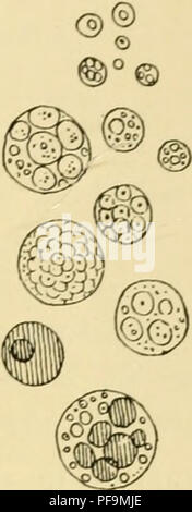 . Die Entwicklung der Küken: eine Einführung in die embryologie. Embryologie; Hühner - Embryonen. Das Ei 19. Die Eigelb und blastoderm sind innerhalb der zarte vitelline Membran; das Eigelb ist ein sehr nahrhaftes Essen bestimmt langsam verdaut und durch die lebenden Zellen der blastoderm aufgenommen werden und für das Wachstum des Embryos verwendet. Es ist nicht von einheitlicher Zusammensetzung, sondern besteht im Wesentlichen aus zwei Zutaten wie die gelbe und die weiße Eigelb bekannt. Die gelbe Dotterfarbe macht den größten Teil der Yolk - Kugel; der größte Teil der weißen Eigelb ist eine Flasche - geformte Masse, die Lampe der w Stockfoto