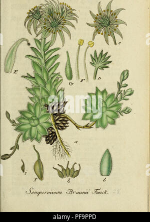Eine botanische Illustration aus der "Deutschlands Flora" mit den einheimischen Pflanzenarten Deutschlands. Das Bild zeigt detaillierte, lebensechte Darstellungen von Pflanzenteilen, die verschiedene morphologische Merkmale hervorheben, um eine genaue Darstellung der heimischen Flora Deutschlands zu ermöglichen. Stockfoto