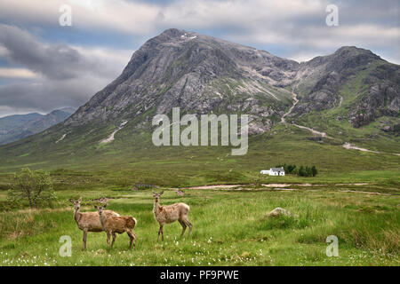 Drei Mauser Red Deer River Coupall unter Stob Dhearg Buachaille Etive Mor Gipfel der Berge im Glen Coe schottischen Highlands Schottland Stockfoto