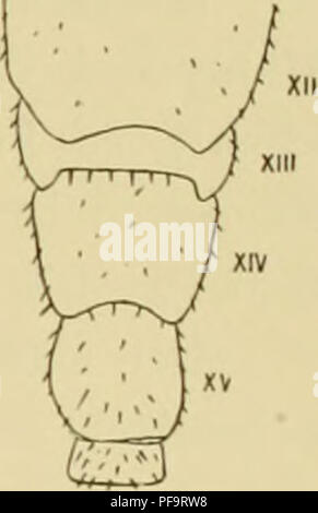 . Deutsche Südpolar-Expedition, 1901-1903, im, Aufträge des Reichsamtes des Innern. Gauss (Schiff); Wissenschaftliche Expeditionen; Antarktis. Attems, Myriopoden. 423 sind kleiner als die anderen. Sterben Nebenkrallen der Beine sind bedeutend kleiner als Haupt-Kralle sterben. Das5. Glied des 1.- 12. Beinpaares hat genau denselben Stachel am Ende wie L. aj'ricana. Lamyctes denticulata nov. sp. (Textfigiir IL) Farbe Licht kastanienbraun. Antennen und Beine gelblieh. Läno-e 1 1 - 12 mm. Kopfform wie bei L. fulvicornis. Antennen ungefähr 29 gliedrig. Doch ist die Zahl der Glieder nicht unzweifelliaft festzustellen, Stockfoto