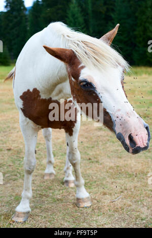 Pferd mit viel auf Gesicht und Augen auf beweidung fliegt. Pferd leiden Schwarm Insekten über Gesicht und Trinken reißen Kanäle Stockfoto