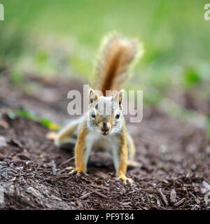American Red Squirrel, (Tamiasciurus hudsonicus), Manitoba, Canada. Stockfoto