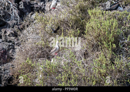 Umwelt von Red-footed Booby (Sula Sula) in Galapagos Stockfoto