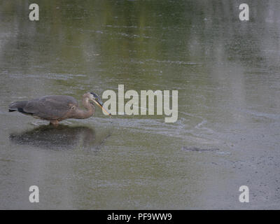 Great Blue Heron Waten in einen tiefen, grauen Green river beim Essen ein kleiner Fisch. Im Profil gezeigt. Stockfoto