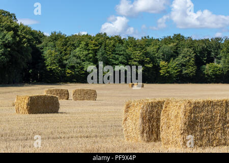 Platz Heuballen auf einem Feld; Fjerritslev, Dänemark Stockfoto
