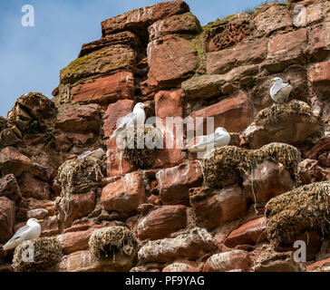 Dreizehenmöwen Rissa tridactyla, sitzen auf den Nestern des zerstörten Mauer von Dunbar Castle, Dunbar, East Lothian, Schottland, Großbritannien Stockfoto