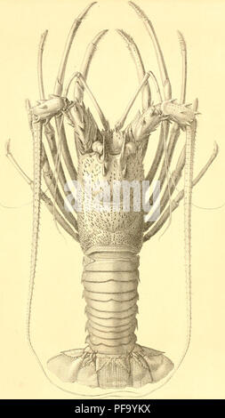 . Beschreibung de quelques crustacés Nouveaux provenant des Voyages de M. Alfred Grandidier eine Sansibar et a Madagaskar. Krebstiere; Krebstiere. Nouvelles Archives du Muse - euiîi Méit T RPL, 2 L. lith Becauet Pfannen. Palinurus-arten LONGIPES. Bitte beachten Sie, dass diese Bilder sind von der gescannten Seite Bilder, die digital für die Lesbarkeit verbessert haben mögen - Färbung und Aussehen dieser Abbildungen können nicht perfekt dem Original ähneln. extrahiert. Milne-Edwards, Alphonse, 1835-1900; Grandidier, Alfred, 1836-1921; Muséum national d'histoire naturelle (Frankreich). [Paris, Masson et Cie. Stockfoto