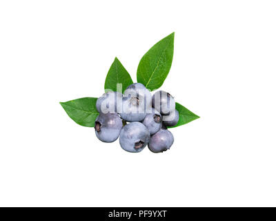 Heidelbeeren und Blätter auf weißen isoliert. Dusky blue Wachs Beschichtung auf der Beeren. Stockfoto