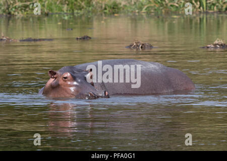 Nilpferd, das sich im Wasser auf die Untiefen des Nil in der trockenen Jahreszeit steht Stockfoto