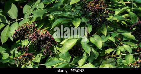 Die Trauben reifen schwarz Ältester in grünen Laub (Sambucus nigra) Stockfoto