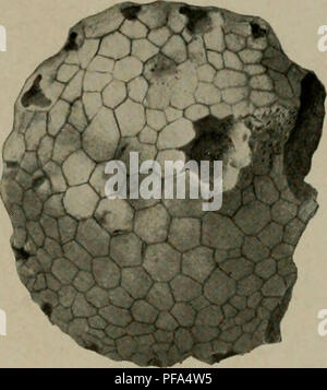 . Dem Devon von Missouri. Geologie; Geologie, Stratigraphische; Paleontologie; Devoon. . Bitte beachten Sie, dass diese Bilder sind von der gescannten Seite Bilder, die digital für die Lesbarkeit verbessert haben mögen - Färbung und Aussehen dieser Abbildungen können nicht perfekt dem Original ähneln. extrahiert. Branson, E. B. (Edwin Bayer), 1877-1950; Sammlung Tansey, Vivian Ouray; Stewart, Gnade, Anne, 1893 -. Rolla, Mo, Missouri Büro für Geologie und Bergbau Stockfoto