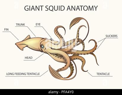 Squid Anatomie bunten Illustrationen. Squid Körperteile im Retro Stil gezeichnet. Vector Illustration Stock Vektor