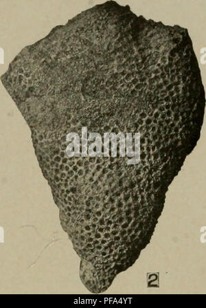 . Dem Devon von Missouri. Geologie; Geologie, Stratigraphische; Paleontologie; Devoon. . Bitte beachten Sie, dass diese Bilder sind von der gescannten Seite Bilder, die digital für die Lesbarkeit verbessert haben mögen - Färbung und Aussehen dieser Abbildungen können nicht perfekt dem Original ähneln. extrahiert. Branson, E. B. (Edwin Bayer), 1877-1950; Sammlung Tansey, Vivian Ouray; Stewart, Gnade, Anne, 1893 -. Rolla, Mo, Missouri Büro für Geologie und Bergbau Stockfoto