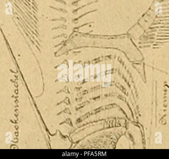 . Devon Fische von Iowa. Fische, Fossil, Paläontologie, Paläontologie. . Bitte beachten Sie, dass diese Bilder sind von der gescannten Seite Bilder, die digital für die Lesbarkeit verbessert haben mögen - Färbung und Aussehen dieser Abbildungen können nicht perfekt dem Original ähneln. extrahiert. Eastman, Charles Rochester, 1868-1918; Iowa Geological Survey. Des Moines: Iowa Geologische Übersicht Stockfoto