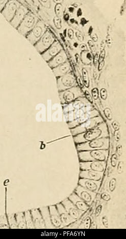 . Die Entwicklung des menschlichen Körpers: Ein Handbuch der menschlichen Embryologie. Embryologie; Embryo, Non-Mammalian. &Lt;&amp; WB%^, l&amp; i^Spfc. Abb. 259.-Abschnitt des Cochlea Leitung eines Kaninchen embryo von 55 mm. a, Mesenchym; b bis e, Epithel der Cochlea Kanals; M. t, Membrana tectoria; V. s. p, Vene; 1. bis 7., spiralförmigen Cortischen Organ.- (BAGINSKY.) eine recht komplizierte Struktur, deren Entwicklung in der Hase verfolgt worden ist. Entlang der gesamten Länge der Cochlea Kanal die Zellen auf, dass die Hälfte der Basilarmembran die nächste ist die Achse der Cochlea ruhen, und die innere Uhr bezeichnet werden Stockfoto