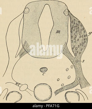 In diesem Abschnitt wird das sympathische Nervensystem während der menschlichen Embryonalentwicklung behandelt, wobei der Schwerpunkt auf der Bildung von Brust- und Lendennerven, Ganglien und deren Verbindungen liegt. Der Text gibt einen detaillierten Einblick in die neuronale Entwicklung und Rückenmarkstruktur von Embryonen. Stockfoto