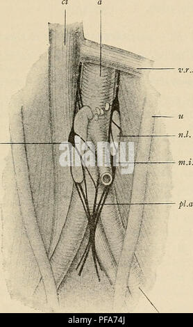 Dieses Handbuch enthält eine eingehende Untersuchung der menschlichen Embryologie mit Schwerpunkt auf der Entwicklung von Embryonen ohne Säugetiere. Es enthält detaillierte Beschreibungen von Zellgruppen und Organentwicklung, wie die Ganglien des sympathischen Plexus und andere Schlüsselstrukturen des Embryonalwachstums. Stockfoto