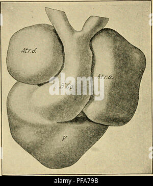 . Die Entwicklung der Küken: eine Einführung in die embryologie. Embryologie; Hühner - Embryonen. 350 DIE ENTWICKLUNG DER KÜKEN ausschließlich ventral und Posterior. Die endgültige ventrale Oberfläche des Herzens ist eine kraniale während der kritischen Zeit der Entwicklung unter, bis zu acht Tage beschrieben (vgl. anstatt eine ventrale Oberfläche Abbn. 148 und 150). In anderen Worten, die Spitze des Herzens richtet sich nach ventral anstatt Posterior, obwohl es einer posterioren Neigung. Für Einfachheit der De-Abo, jedoch scheint es besser zu den endgültigen Orientierung im folgenden Account verwenden, d. h. t Stockfoto