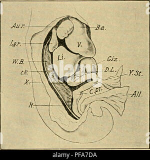 . Die Entwicklung der Küken: eine Einführung in die embryologie. Embryologie; Hühner - Embryonen. 310 DIE ENTWICKLUNG DER Küken links, wie in Säugetieren; in der Küken die seitliche Biegung der Magen wird durch eine solche Rotation unkompliziert zu sein. Die Krümmung lässt einen großen Raum in der Rechten mit der Meatus venosus und Leber, kurzum, die gesamte mittlere Masse des Septum transversum. Die wichtigsten Geschäftsbereiche der Darm werden durch ihre Lage, Größe und Struktur, in der sie sich vor dem Abschluss der Dotter-Stiel; so am dritten Tag der Speiseröhre erscheint als const Stockfoto
