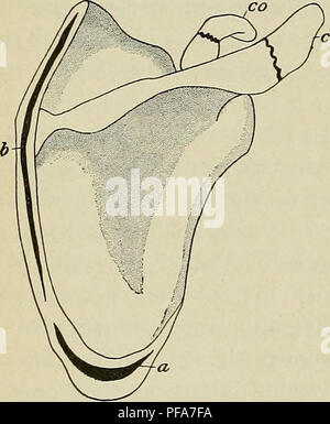 Dieses Handbuch bietet einen detaillierten Einblick in die Entwicklung des menschlichen Körpers, wobei der Schwerpunkt auf dem Appendikulatskelett liegt und die Wachstumsprozesse des Humerus und der Unterarmknochen während des Embryonalstadiums detailliert beschrieben werden. Stockfoto