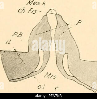 . Die Entwicklung der Küken; eine Einführung in die embryologie. Vögel - Embryologie. . Bitte beachten Sie, dass diese Bilder sind von der gescannten Seite Bilder, die digital für die Lesbarkeit verbessert haben mögen - Färbung und Aussehen dieser Abbildungen können nicht perfekt dem Original ähneln. extrahiert. Lillie, Frank Rattray, 1870-1947. New York, Holt Stockfoto