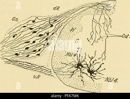 . Die Entwicklung der Küken: eine Einführung in die embryologie. Embryologie; Hühner - Embryonen. Das NERVENSYSTEM 237 der dorsalen Wurzel und des sympathischen Systems. Die erste Art ist nur hier betrachtet, und Sie sind in der Regel die gan-glionic Neuroblasten s genannt, weil sie allein im Rückenmark Ganglien bleiben. Wie die medulhiry Neuroblasten Diese neuroblasten Form Auswüchse, die Achse der Zylinder werden Prozesse; aber sie unterscheiden sich von den letzteren in jeder Ganglionic neuroblast bildet zwei Auswüchse, von beiden Enden der spindelförmige Zellen, die mit ihren langen Achsen par angeordnet sind. Stockfoto