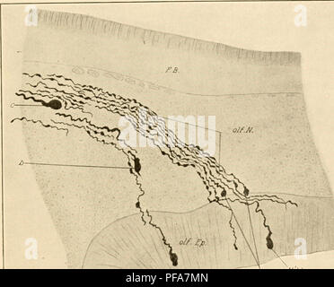 . Die Entwicklung der Küken; eine Einführung in die embryologie. Vögel - Embryologie. Das NERVENSYSTEM 265 Nerv ist völlig Intramedullären, die Netzhaut als Teil der Wand des embryonalen Gehirns; ihre Entwicklung wird daher im Zusammenhang mit der Entwicklung des Auges berücksichtigt werden.. NM. o/A/i Abb. 156. - Sagittalschnitt durch den Kopf eines Chick embryo von 5 Tagen, zeigt der Boden des Fore - Gehirn, olfaktorische Grube und der Entwicklung von olfaktorischen Nerv zwischen. (Nach der Disse.) ein. Unipolare neuroblasten in der Nähe des Riechepithels, b., bipolare Zelle in der olfaktorischen Nerv, c, Unipolar Zelle in der Nähe von t Stockfoto
