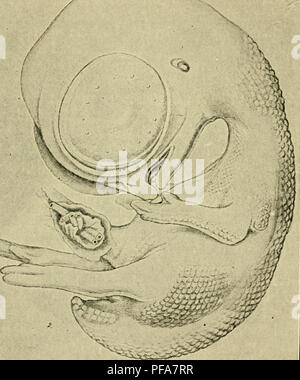 . Die Entwicklung der Küken: eine Einführung in die embryologie. Embryologie; Hühner - Embryonen. Embryonen und embryonalen Membranen 213 Teil der ersten viszeralen Cleft-kinder allein ist sichtbar, wie die externe auditorischen Meatus; die anderen viszeralen Bögen und Steinritzen prac gebucht haben, verschwunden, mit Ausnahme der Mandibularbogen, bilden den Unterkiefer. Die abdominale Viszera beginnen zu überstehen. Feder Keime in bestimmten Schriften erschienen. In der nächsten Stufe. Abb. 123 (8 Tage), die Konturen des Körpers sind entschieden Vogel -. Abb. 123. - Embryo 8 Tage x 5. (Nach Keibel und Abraham.) Wie; im Vordergrund - Gliedmaßen Stockfoto