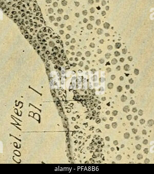 . Die Entwicklung der Küken: eine Einführung in die embryologie. Embryologie; Hühner - Embryonen. '^'-I/I -. • N. Bitte beachten Sie, dass diese Bilder sind von der gescannten Seite Bilder, die digital für die Lesbarkeit verbessert haben mögen - Färbung und Aussehen dieser Abbildungen können nicht perfekt dem Original ähneln. extrahiert. Lillie, Frank Rattray, 1870-1947. New York: Henry Holt Stockfoto