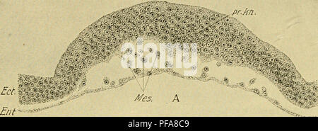 . Die Entwicklung der Küken: eine Einführung in die embryologie. Embryologie; Hühner - Embryonen. Von der FESTLEGUNG DER BILDUNG DER ERSTEN SOMITEN 75 Abschnitt führt durch das vordere Ende des Primitivstreifens zu; das ektoderm ist stark verdickt (primitive Knoten); die Basis- Membran unter unterbrochen wird, und die untersten Zellen lösen. Im dritten Abschnitt wird durch eine weitere pos-terior Teil des Primitivstreifens. Die Verbreitung aus dem Ektoderm ist umfangreicher, die Zellen looser sind und - beginnen. Ent' --. Bitte beachten Sie, dass diese Bilder aus gescannten Seite Bilder extrahiert werden. Stockfoto