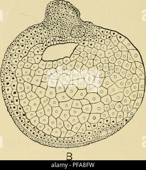 Diese Arbeit erforscht die Stadien der embryonalen Entwicklung des Frosches, einschließlich der Bildung von Schlüsselstrukturen wie dem Notochord und dem Archenteron. Durch Querschnitte von Embryonen in verschiedenen Stadien legen Roux experimentelle Ergebnisse nahe, dass diese Strukturen mit weniger Zellen als bei einem normalen Embryo entstehen können, obwohl Variationen endgültige Schlussfolgerungen herausfordern. Stockfoto
